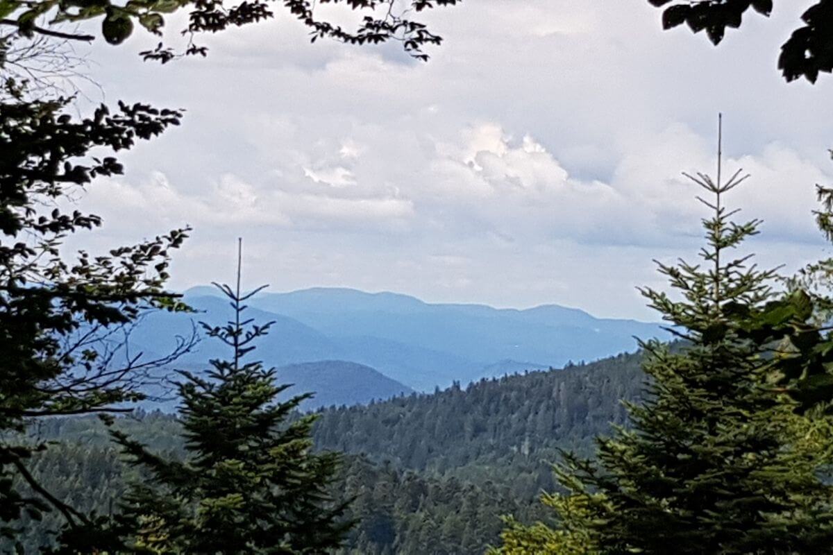 Vrh Javorova kosa