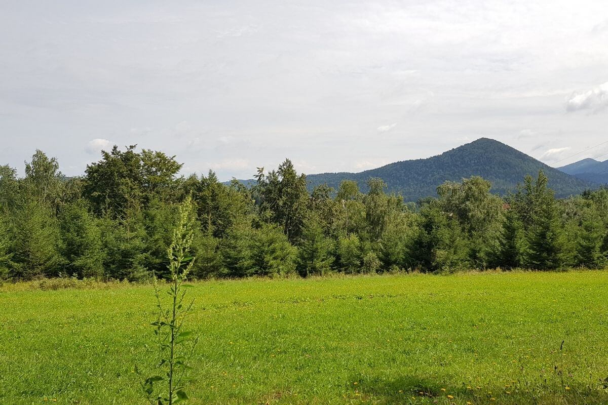 Vrh Javorova kosa