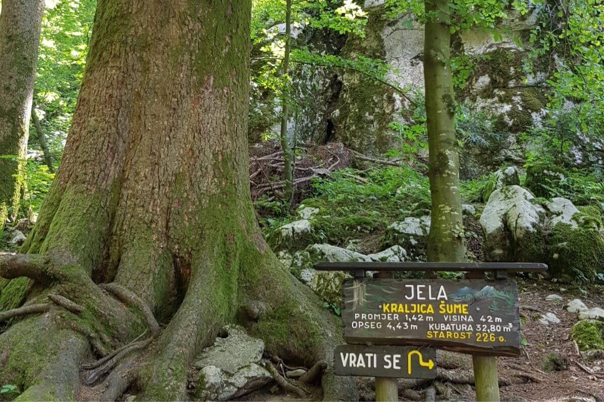 Park šuma Golubinjak