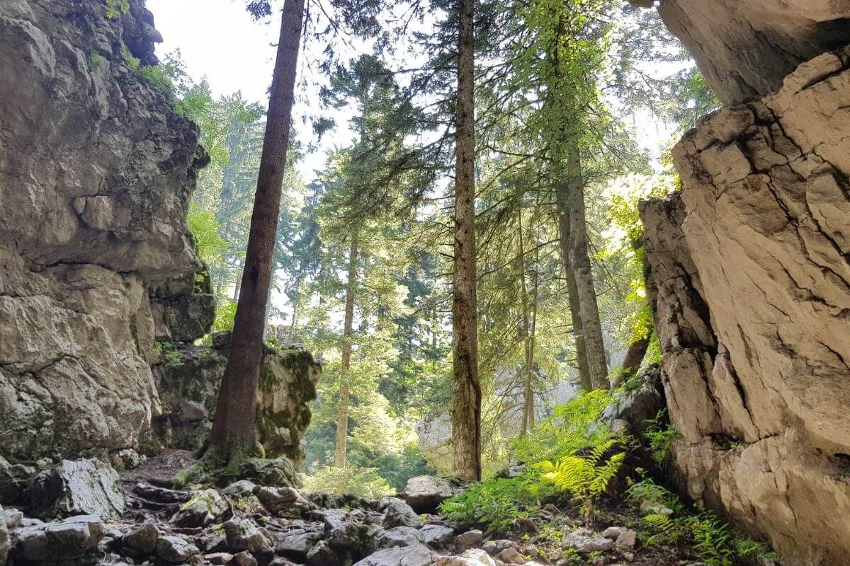 Park šuma Golubinjak
