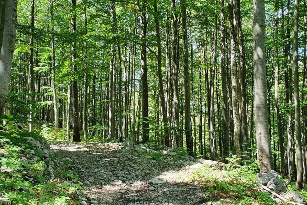 Snježnik