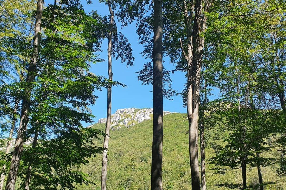 Snježnik